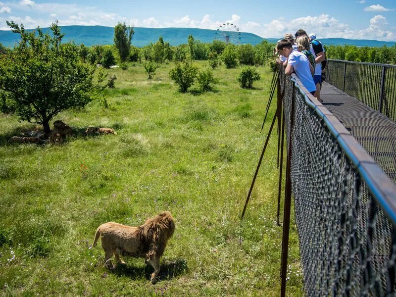 Парк тайган крым фото Из Алушты - в Сафари-парк "Тайган"! (Алушта), 7,5 ч