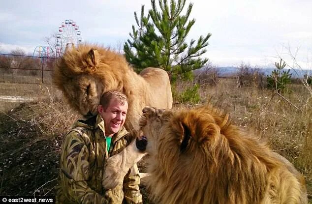 Парк тайган крым леокадия фото Lioness 'hugs and kisses' foolhardy tourist before the safari park's owner pulls