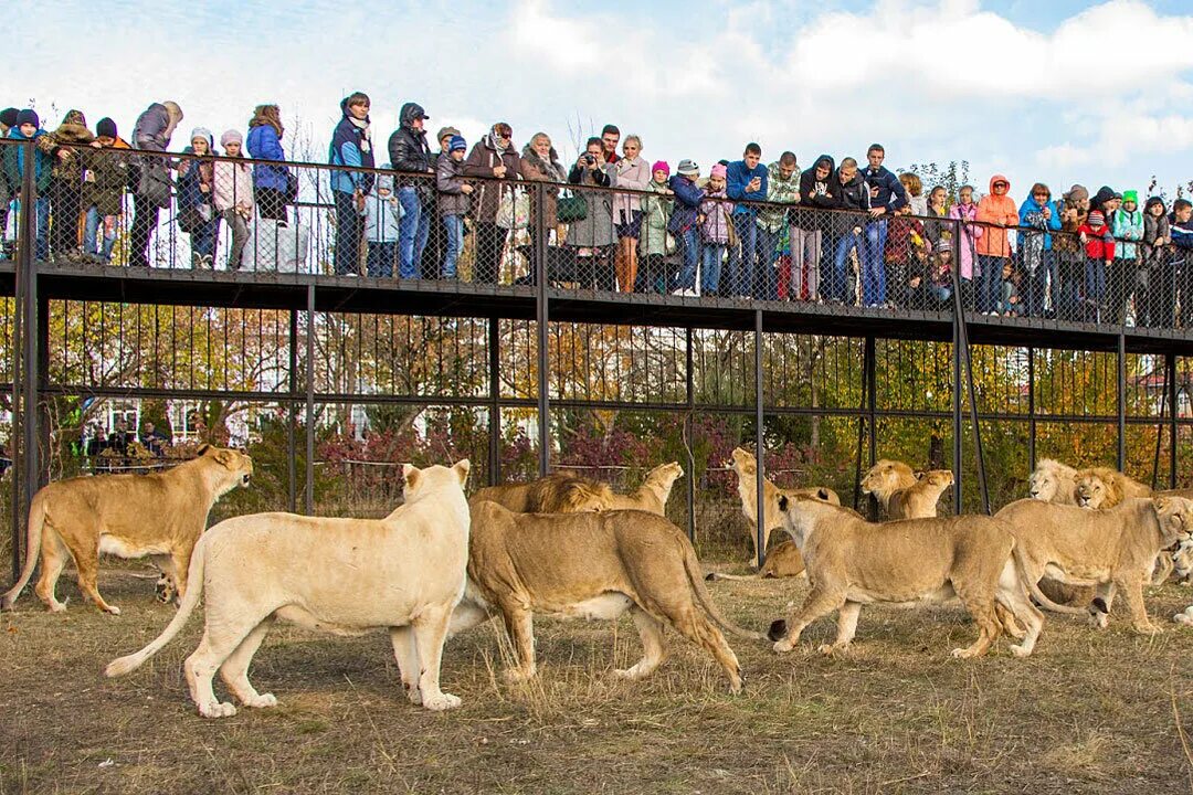 Парк тайган крым леокадия фото История создания сафари-парка "Тайган" Kings Of The Animal World Дзен