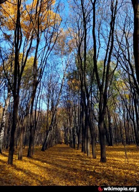 Парк усадьбы яновских калуга фото Запрудный парк усадьбы Кусково - Москва