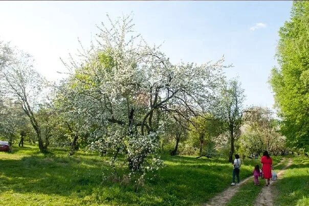 Парк усадьбы яновских калуга фото In the park of the estate of Yanovsky and Komsomol grove in Kaluga will lay eco-