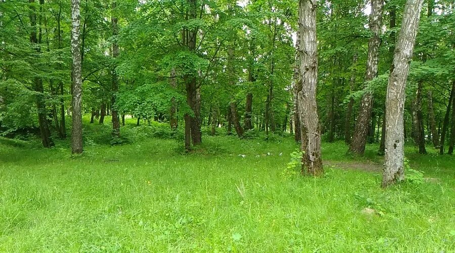 Парк усадьбы яновских калуга фото Парк в калужской усадьбе Яновских может благоустроить инвестор Общество Селдон Н