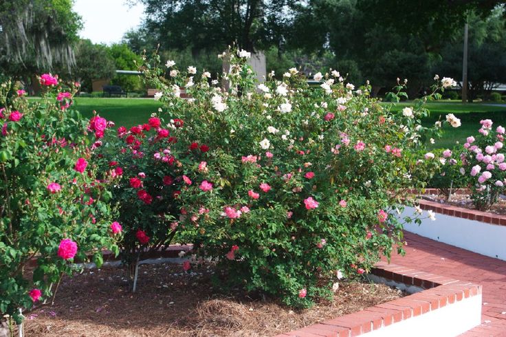 Парковая роза посадка и уход фото Prepare New Rose Beds - Learn More About Starting Your Own Rose Garden Rose gard