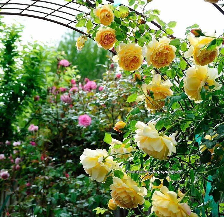 Парковая роза посадка и уход фото A Rose is a Rose...: Golden Celebration Rose garden design, Climbing roses, Gard