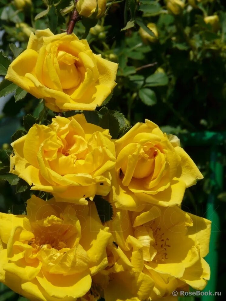 Парковая роза желтая фото Галерея - Persian Yellow (Foetida Persiana, Jaune ancien (lutea), Jaune de Perse