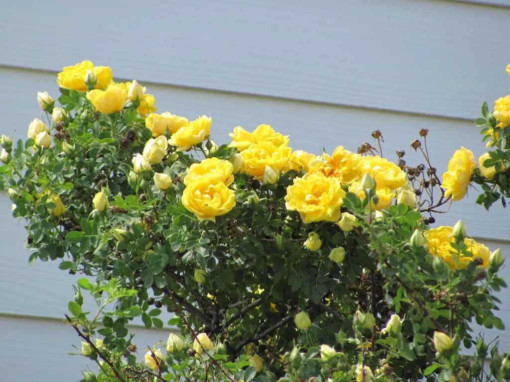 Парковая роза желтая фото Persian Yellow Rose in Gardiner, Montana Malcolm Manners Flickr