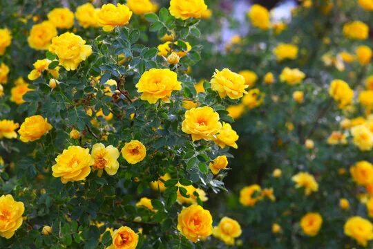 Парковая роза желтая фото Yellow Rose Bush Изображения: просматривайте стоковые фотографии, векторные изоб