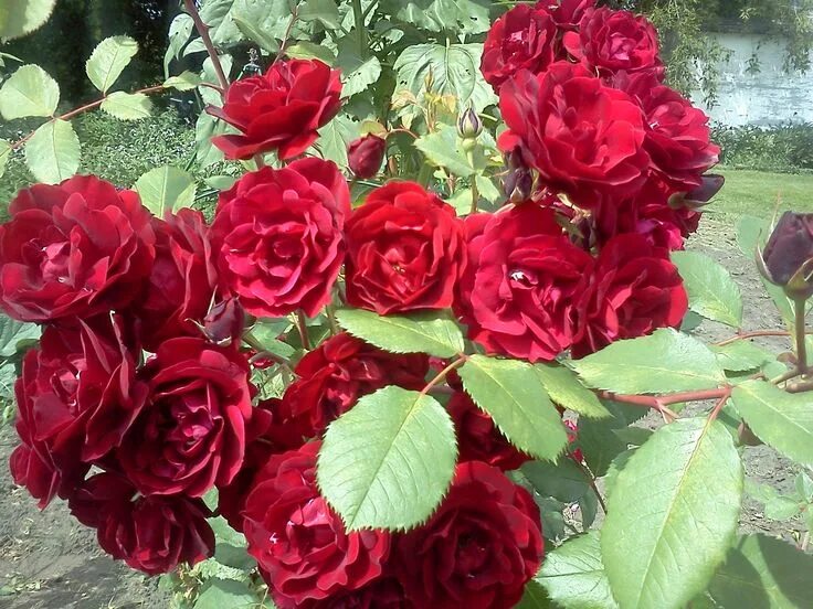Парковые розы сорта фото hope for humanity roses Small shrubs, Rose, Red roses