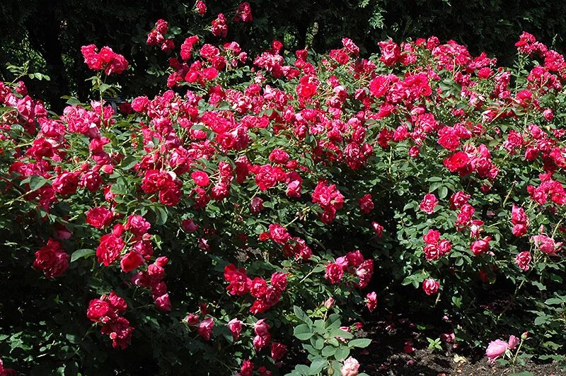 Парковые розы сорта фото George Vancouver Rose (Rosa 'George Vancouver') in Edmonton Spruce Grove Leduc S