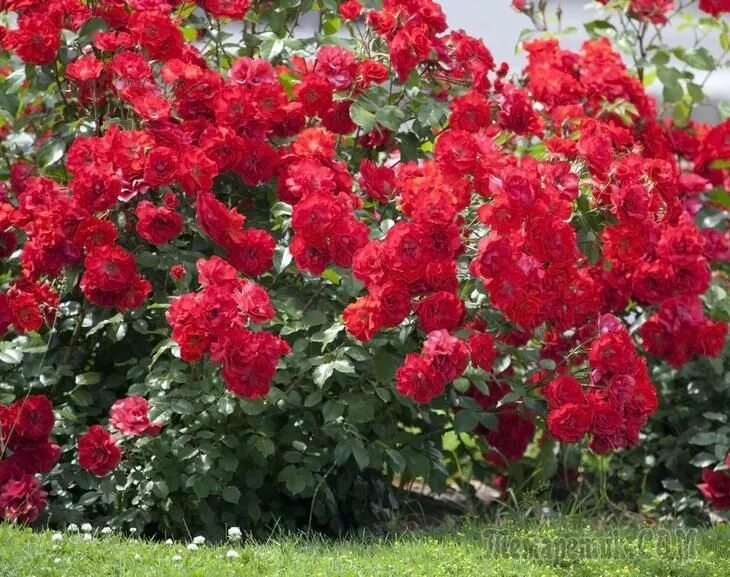 Парковые розы сорта фото Как вырастить розы без "химии"? Knockout roses, Double knockout roses, Rose bush