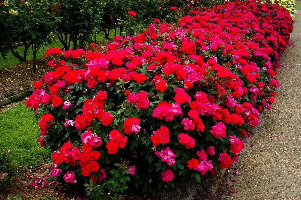 Парковые розы сорта фото Double Knockout Roses - The Most Popular Rose Double knockout roses, Knockout ro