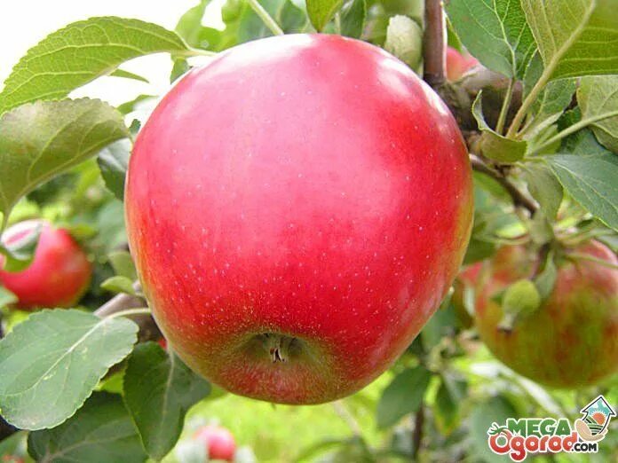 Пармен зимний золотой яблоня описание фото яблоки северный синап фото Apple varieties, Apple, Fruit