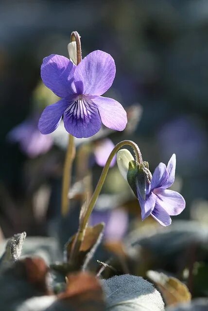 Пармская фиалка фото Viola labradorica - Grönlandveilchen - Labrador violet African violets, Violet f