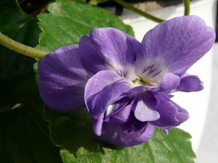 Пармская фиалка фото Violette de Toulouse - Viola parmensis - Violette de Parme - Le temps des Fleurs