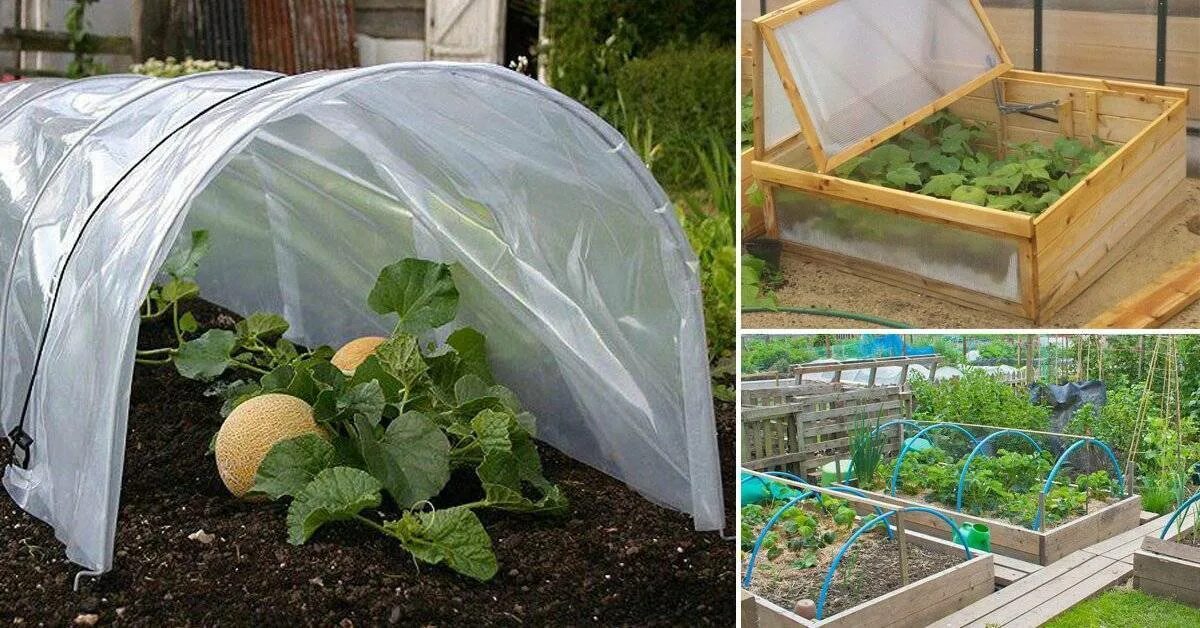 Парник для огурцов фото Идеальные парники для выращивания огурцов: Фото и советы Планета земля Фотогалер