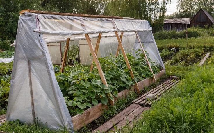 Парник для огурцов фото Обзор парников для огурцов (с фотографиями) Дела огородные (Огород.ru) Зеленые д