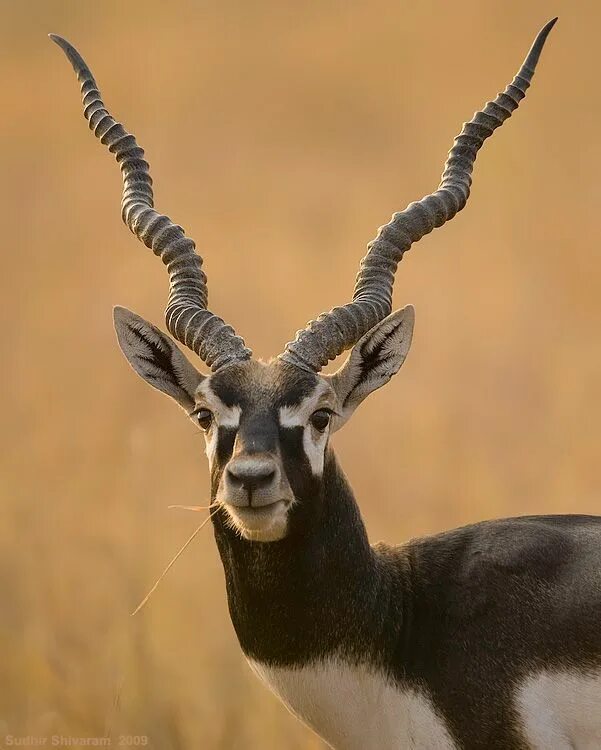 Парнокопытные животные фото Rare animals, Nature animals, Majestic animals