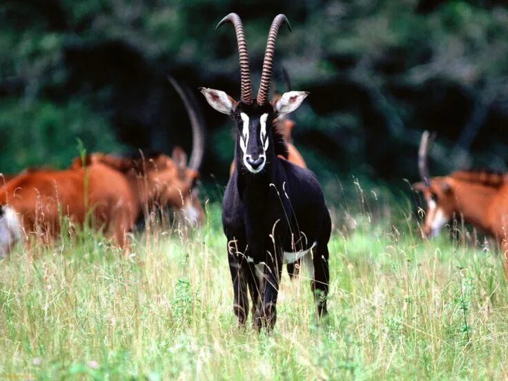 Парнокопытные животные фото Sable Antelope Herd Africa wildlife, Animals beautiful, African animals