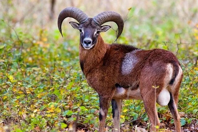 Парнокопытные животные фото 8 animais que poucos imaginam que existem em Portugal VortexMag Animais, 1, Exti