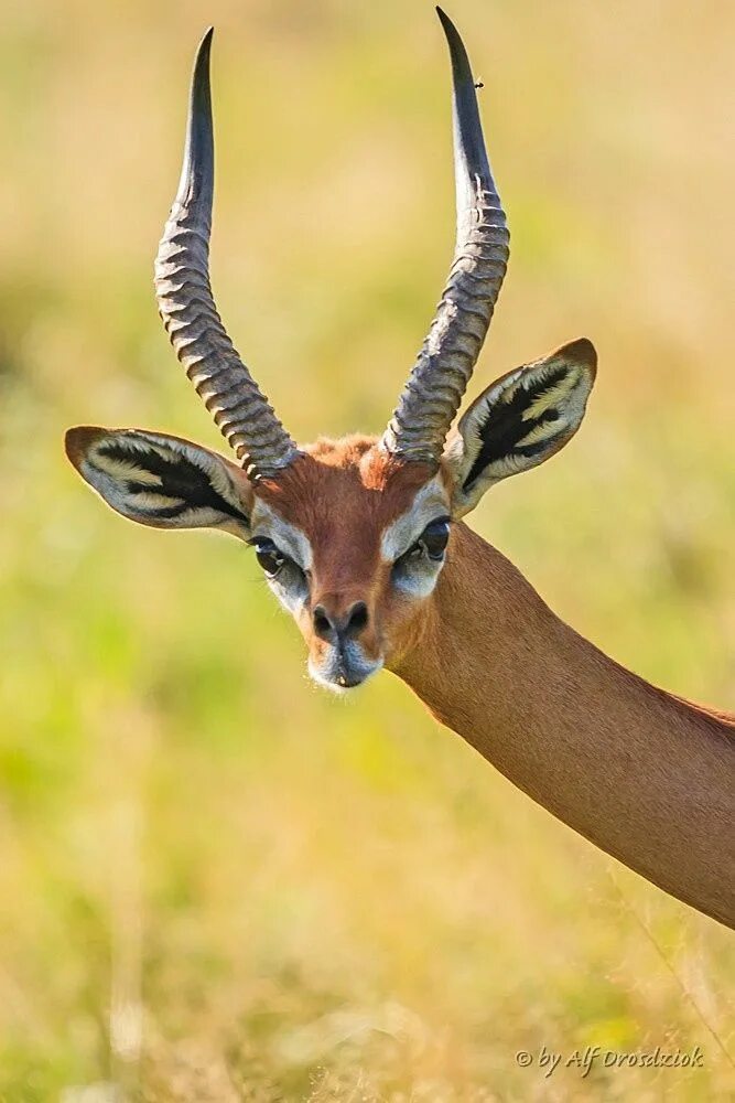 Парнокопытные животные фото Gerenuk Animals wild, Rare animals, Extinct animals