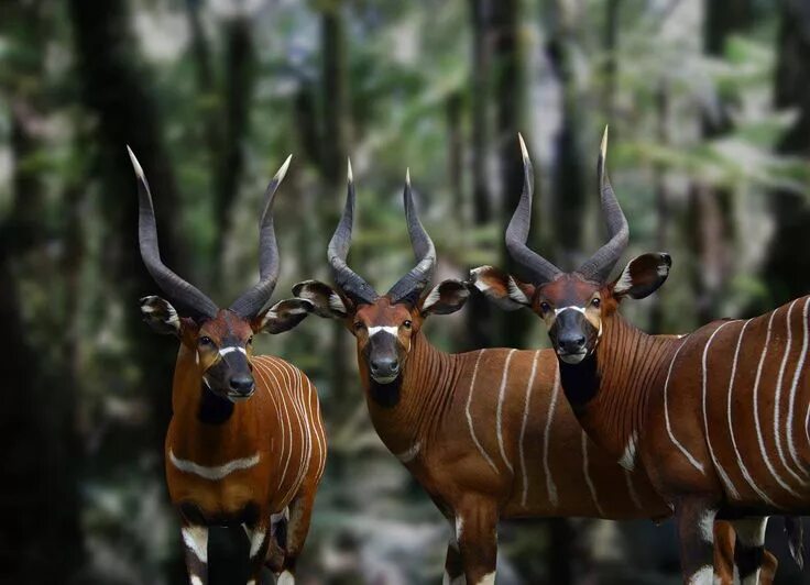 Парнокопытные животные фото Bongo antelope Majestic animals, Nature animals, Animals wild