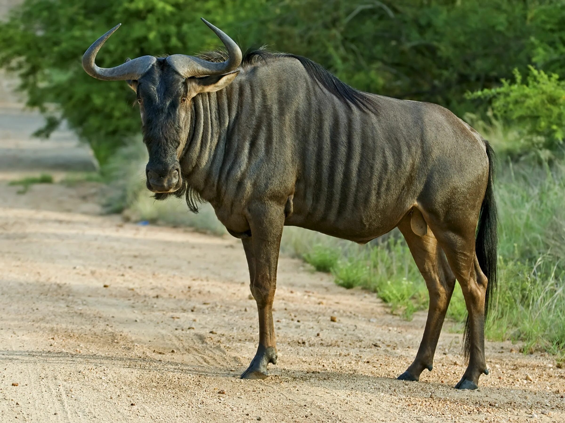 Парнокопытные животные фото Blue Wildebeest Animales, Antilope, África