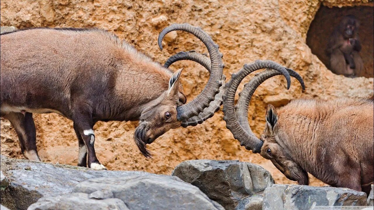 Парнокопытные животные фото Beautiful Mountain Alps: Wild Goats Fighting (Alpine Ibex) - YouTube
