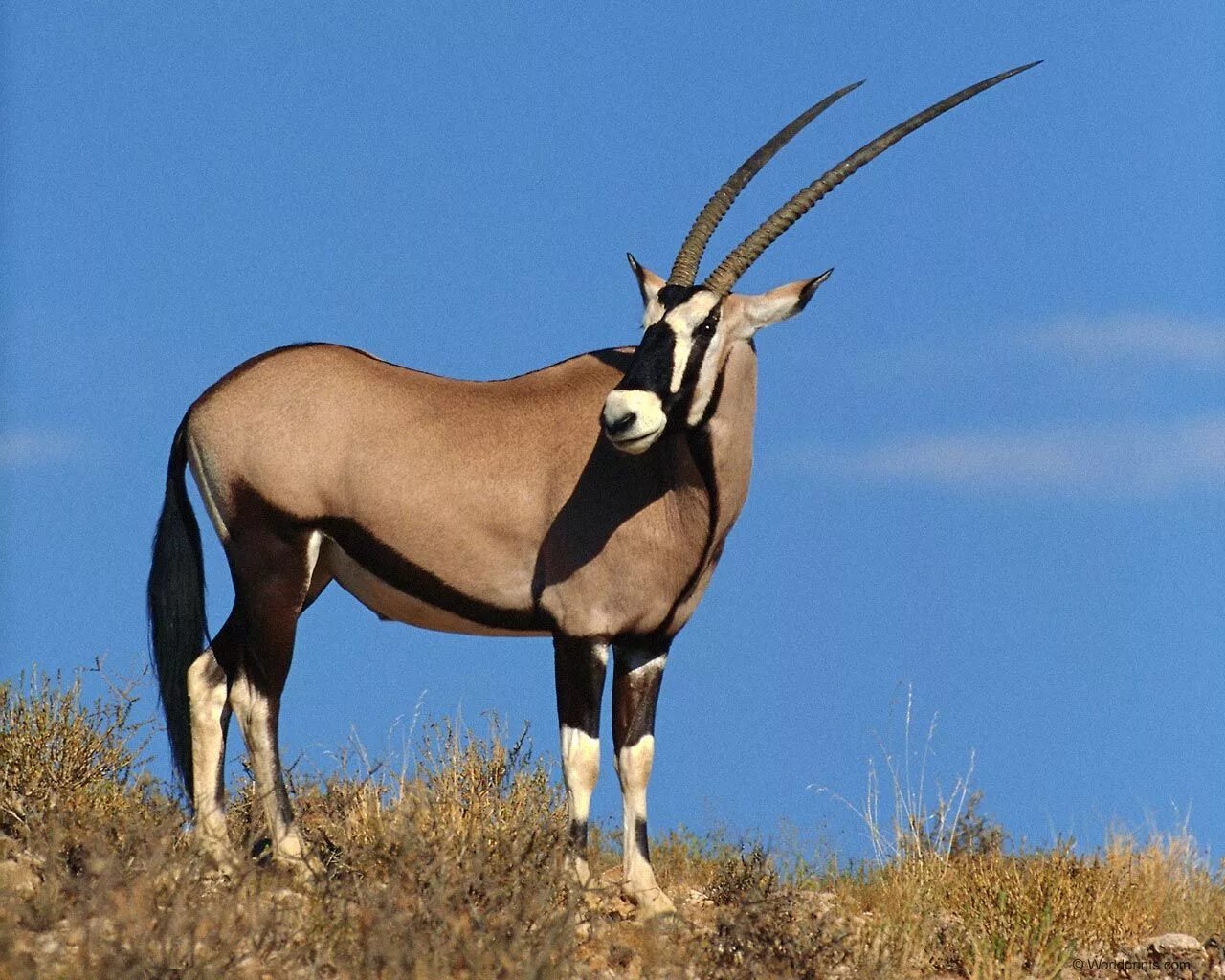 Парнокопытные животные фото gemsbok - Dijital Sanat: Online dijital sanat portalı African animals, Africa wi