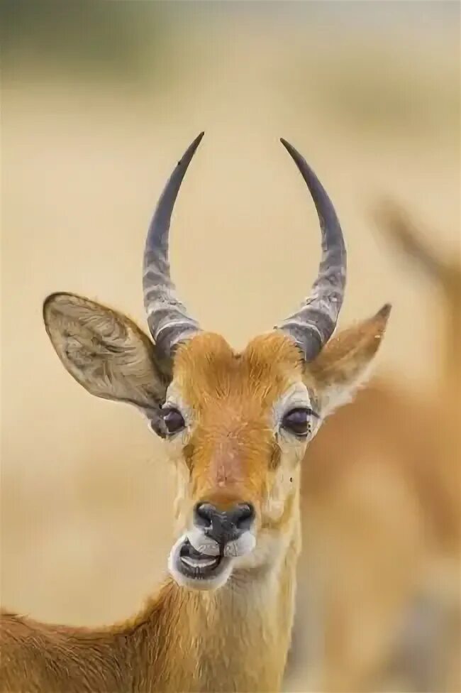Парнокопытные животные фото Photographic Print: Close Up of a Ugandan Kob, Kobus Kob Thomasi by Ronan Donova