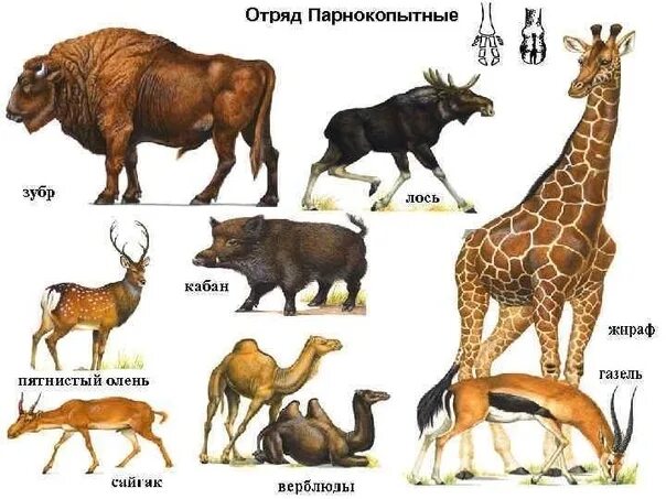 Парнокопытные животные список животных с фото Отряд парнокопытные представители