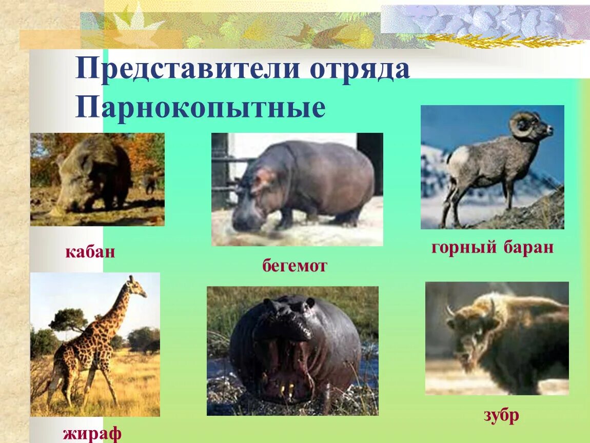 Парнокопытные животные список животных с фото Презентация по биологии на тему: "Многообразие млекопитающих"