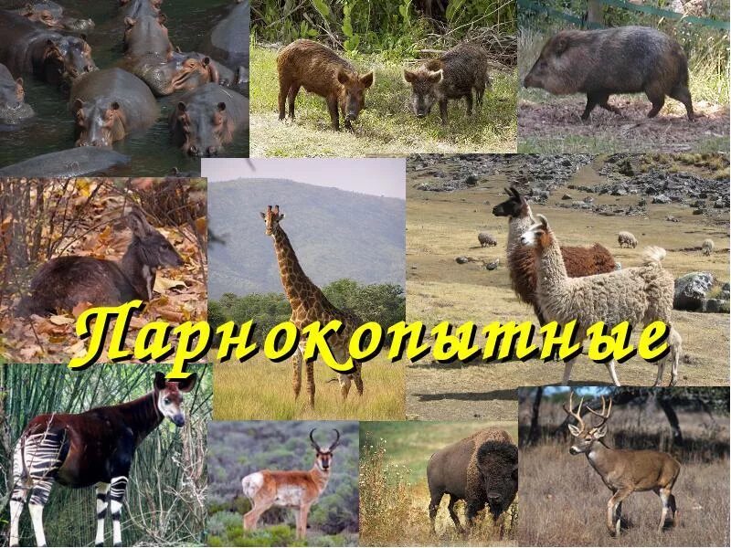 Парнокопытные животные список животных с фото Парнокопытные животные