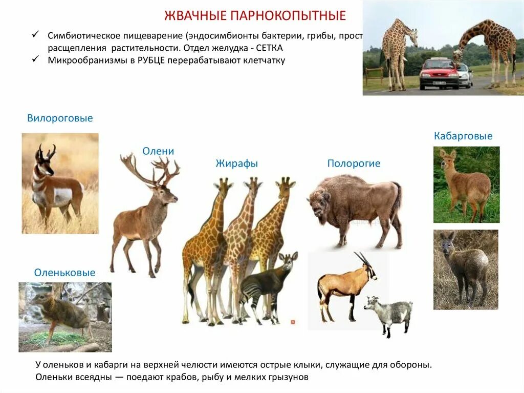 Парнокопытные животные список животных с фото Парнокопытные представители: найдено 87 изображений