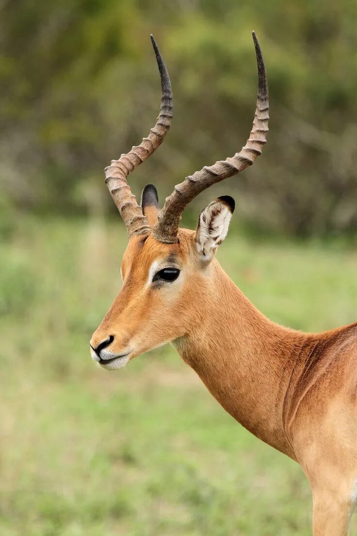 Парнокопытные животные список животных с фото Aepyceros melampus ♂ (Impala) Impala animal, Impala, Giraffe