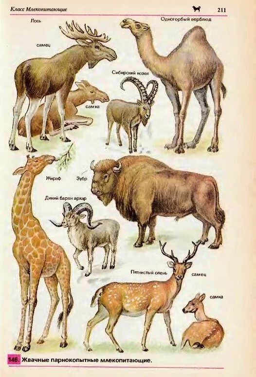 Парнокопытные животные список животных с фото Жвачные парнокопытные. Simpatici animaletti, Animali