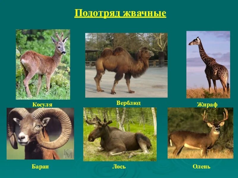 Парнокопытные животные список животных с фото Картинки ПАРНОКОПЫТНЫЕ ЗВЕРИ