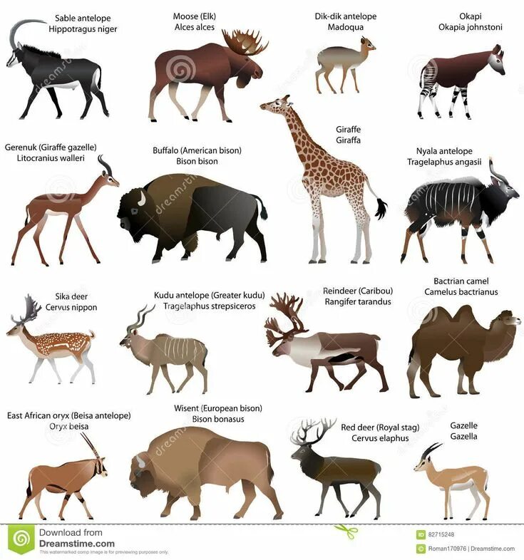 Парнокопытные животные список животных с фото Related image Hooved animal, Animals, Graphic design portfolio cover