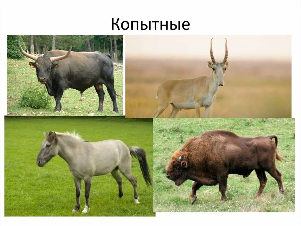 Парнокопытные животные список животных с фото Степные биомы - презентация онлайн
