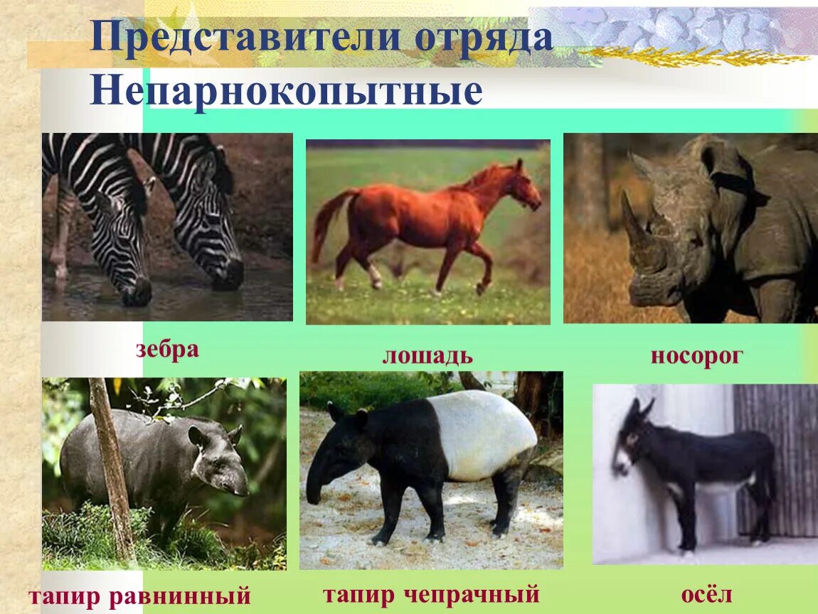 Парнокопытные животные список животных с фото Презентация по биологии на тему: "Многообразие млекопитающих"