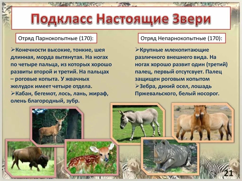 Парнокопытные животные список животных с фото Парнокопытные отличие