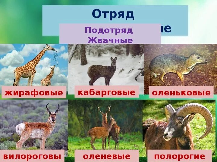 Парнокопытные животные список животных с фото Презентация по биологии на тему "Многообразие млекопитающих" (7 класс)