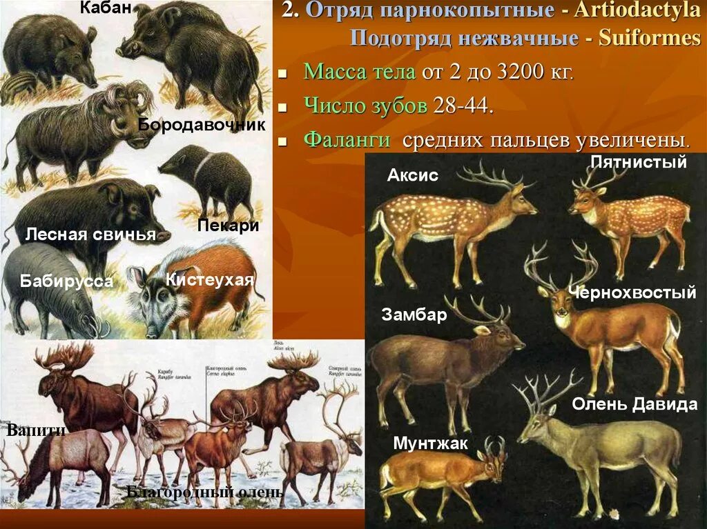 Парнокопытные животные список животных с фото К жвачным парнокопытным относятся: найдено 73 картинок