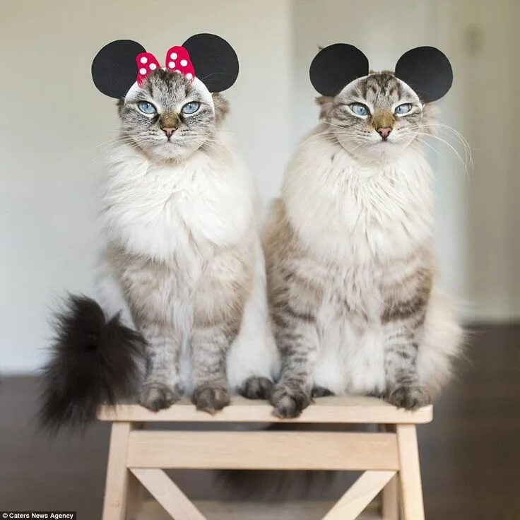 Парные фото котики на аву Adorable cats attract online fans with series of amusing portraits Cute cats, Ca