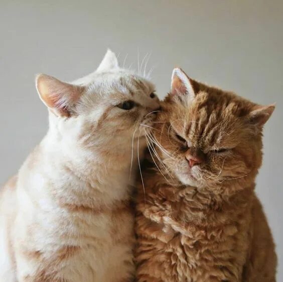 Парные фото котики на аву Kiss me honey #Music #IndieArtist #Chicago Cute cats, Pretty cats, Cute cat bree