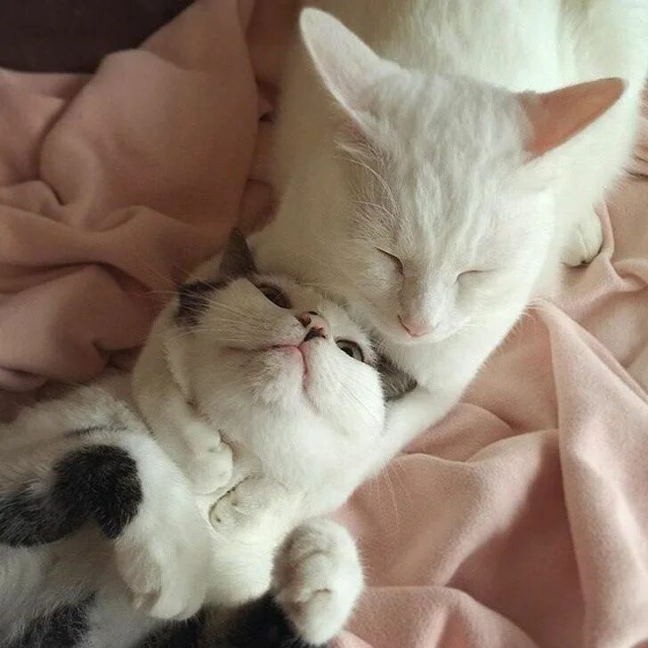 Парные фото котики на аву These Adorable Cat Couples Will Definitely Get You Into The Valentine's Day Spir