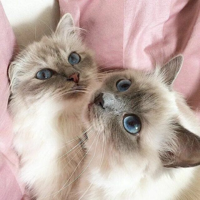 Парные фото котики на аву Pin by Heidi Jane on Kittehs Pretty cats, Most beautiful cat breeds, Cats