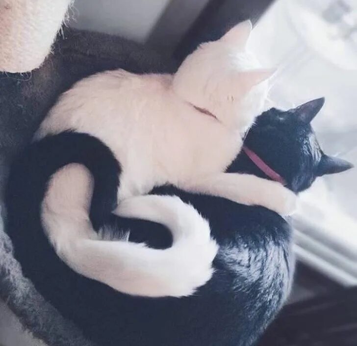 Парные фото котики на аву 22 Fotos de animales que pueden hacer que cualquier día sea mucho más agradable 