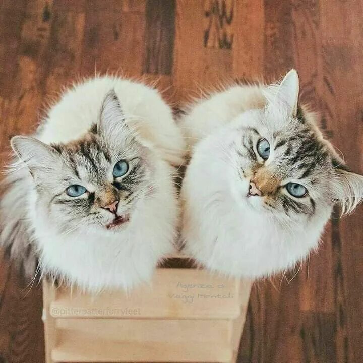 Парные фото котики на аву Pin by VERGINIA VERA on Cuccioli Crazy cats, Cool cats, Cats and kittens