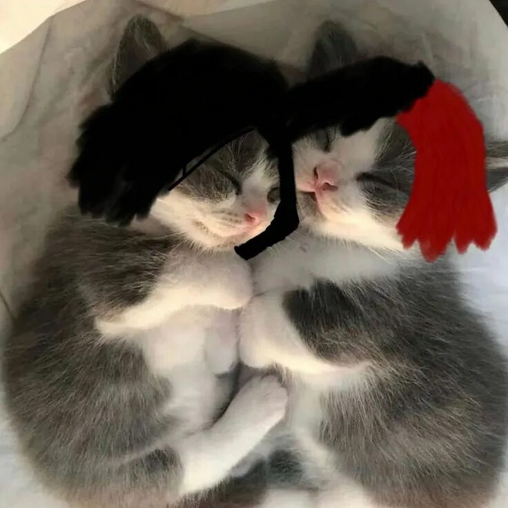 Парные фото котики на аву Курсед Акума в 2023 г Котята, Норвежская лесная кошка, Милые котики