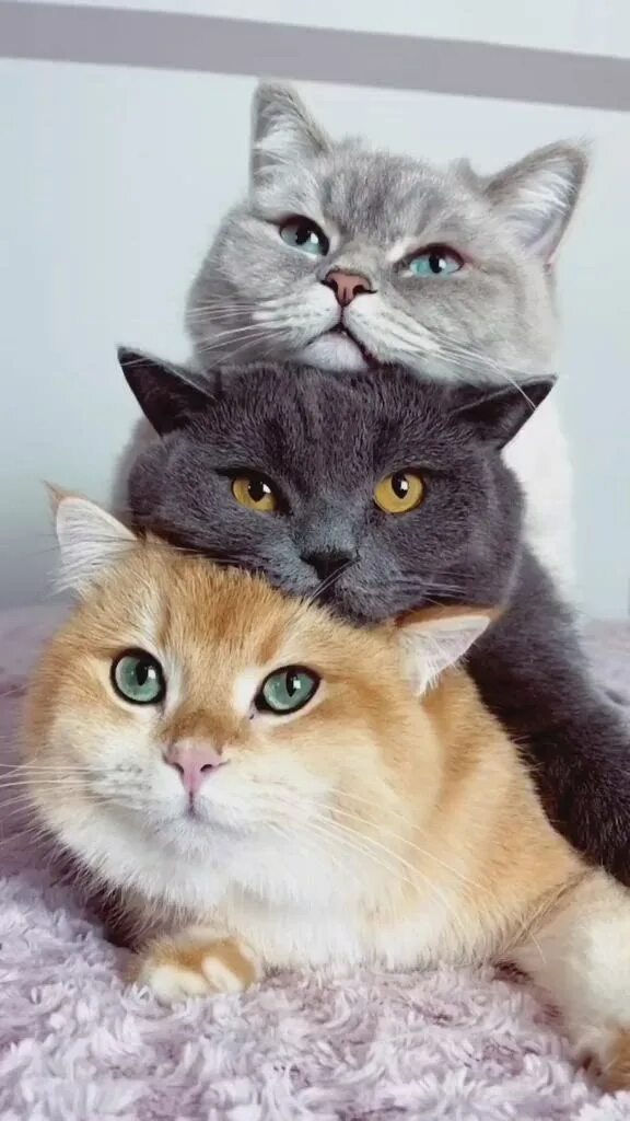 Парные фото котиков Идеи на тему "Замурррчательные кошки" (80) в 2024 г милые котики, котята, кошачь